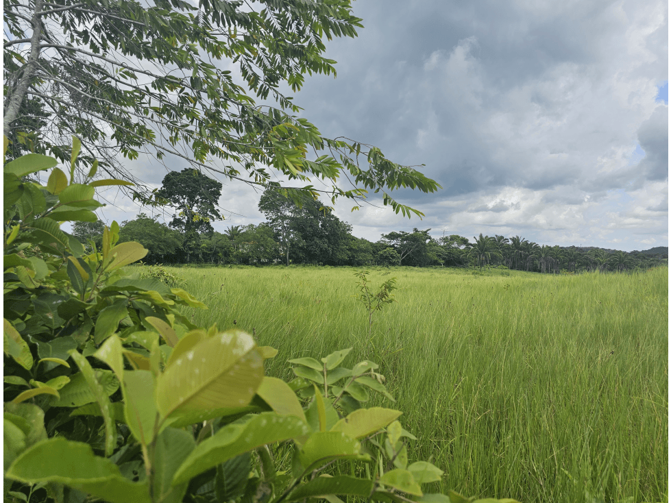 Se Venden Lotes desde 1000mt2 Panamá Oeste - 1