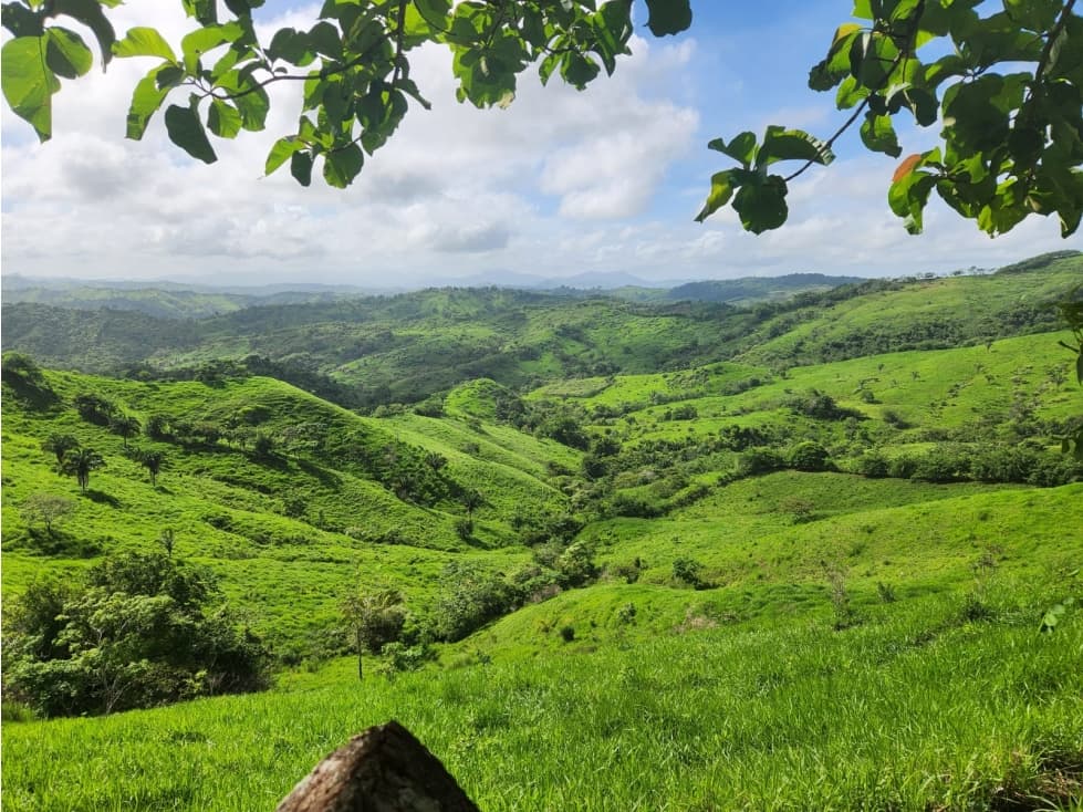 Finca Ganadera en Venta en Cañitas de Chepo - 1