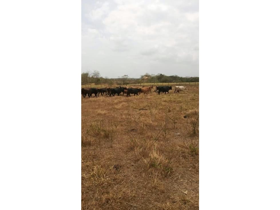 Venta de finca en Tanara, Chepo - 1