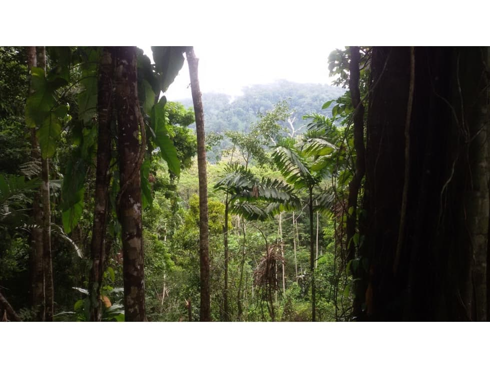 Venta de Finca en Changuinola, Bocas Del Toro - 1