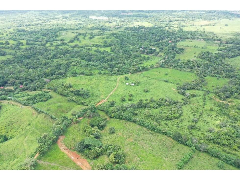 Se vende finca de 25 HA en Unión de Azuero, Tanara - 1