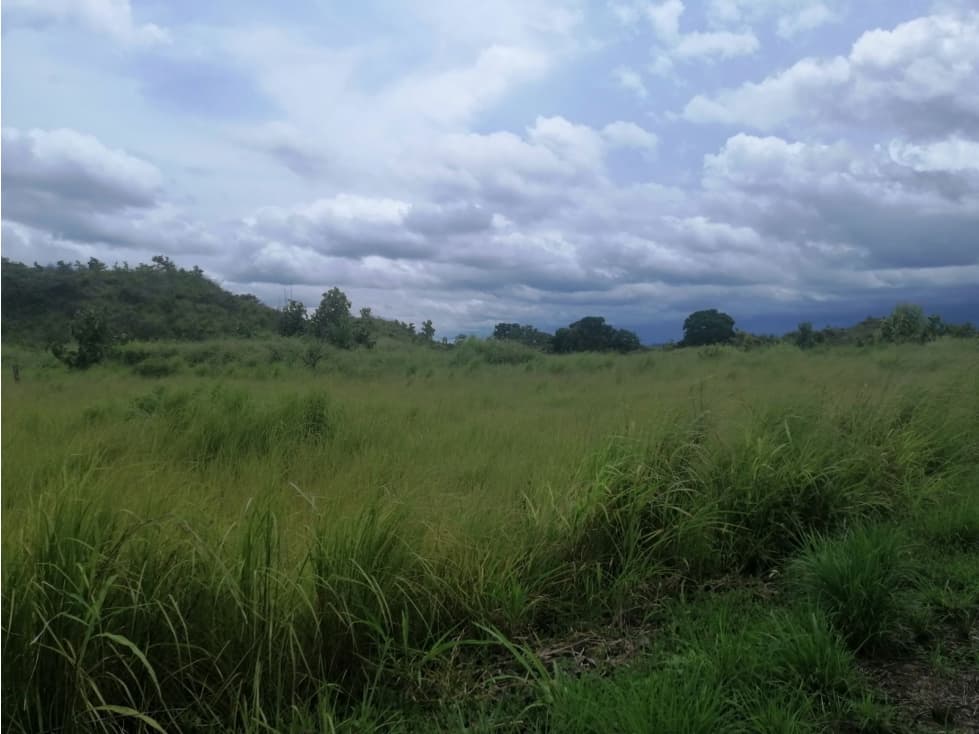 Se Vende Finca de 110 Ha Plana en Calobre, Veraguas - 1