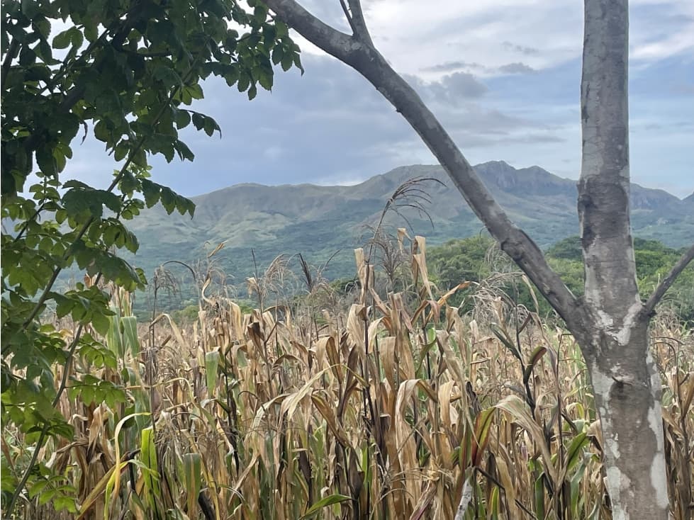 Venta: Finca de 22hcts en Cerro Colorado de La Pintada - 1