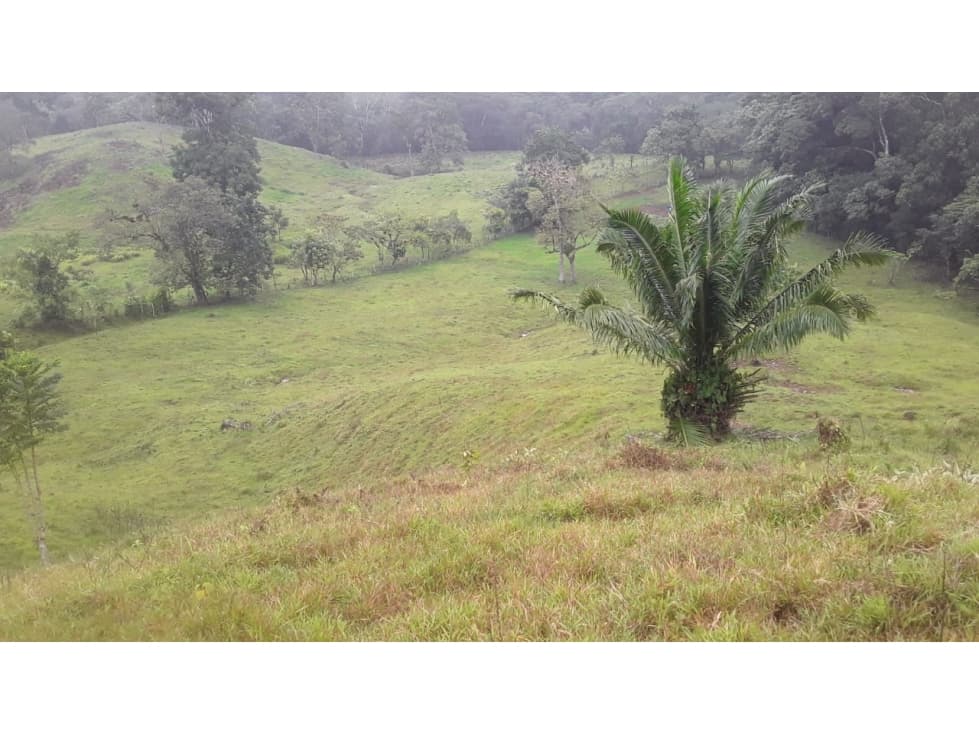 VENTA FINCA LLANO GRANDE - 1