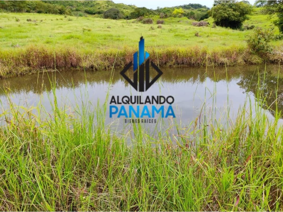 Se Vende Finca Ganadera Pesé Herrera $129.000.00 21.4 Ha. - 1