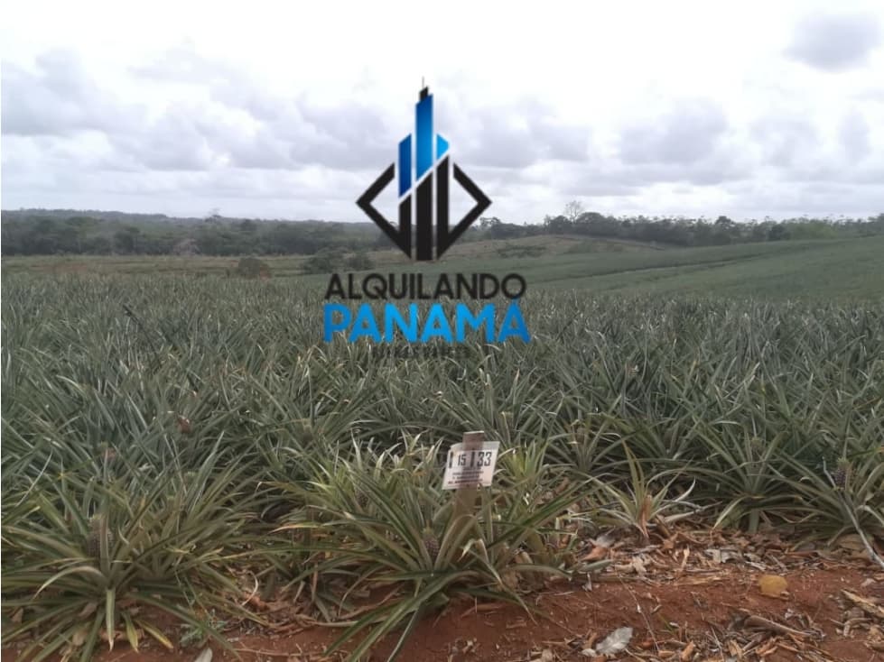 Se Vende Finca Agropecuaria 64,9Ha Chorrera Herrera USD1,624,000,/, - 1