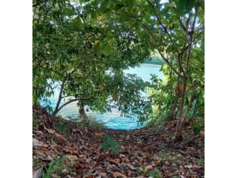VENDO FINCA DE 65 HAS CHIRIQUI - 1