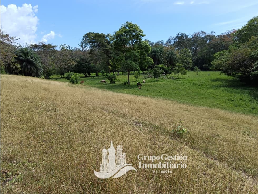 Venta finca 30 hectareas Palmar Puerto Armuelles - 1