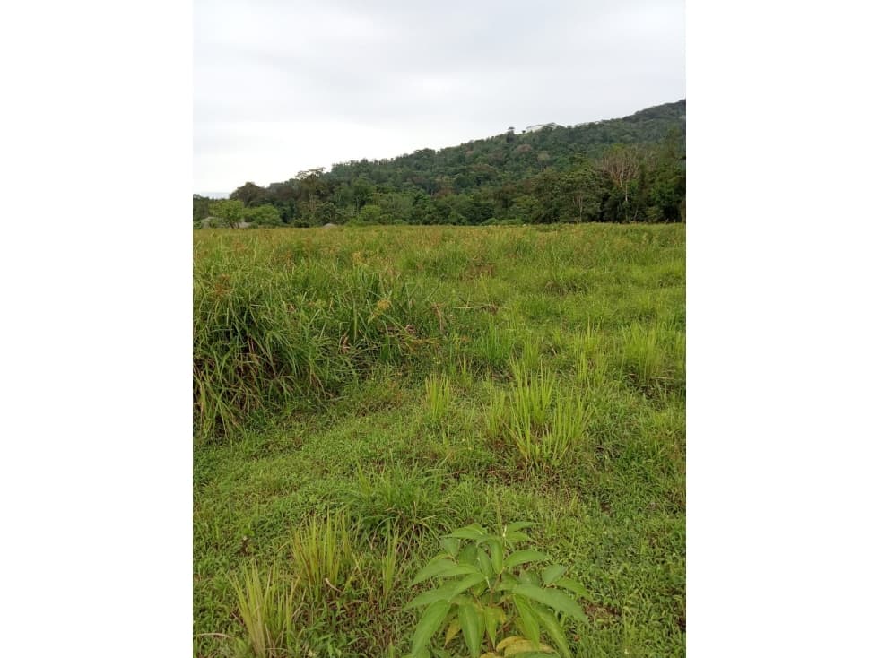 Vendo Finca a orilla de carretera principal Chiriqui Grande - 1
