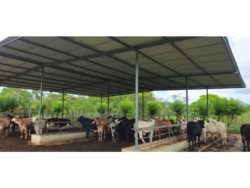 VENDO 47 HECTAREAS CON MANGAS ELECTRICA - 1