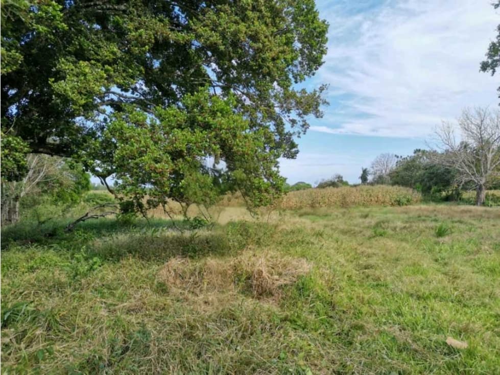 VENTA DE FINCA EN LAS CABEZAS DE PEDASI 17 HECTAREAS - 1