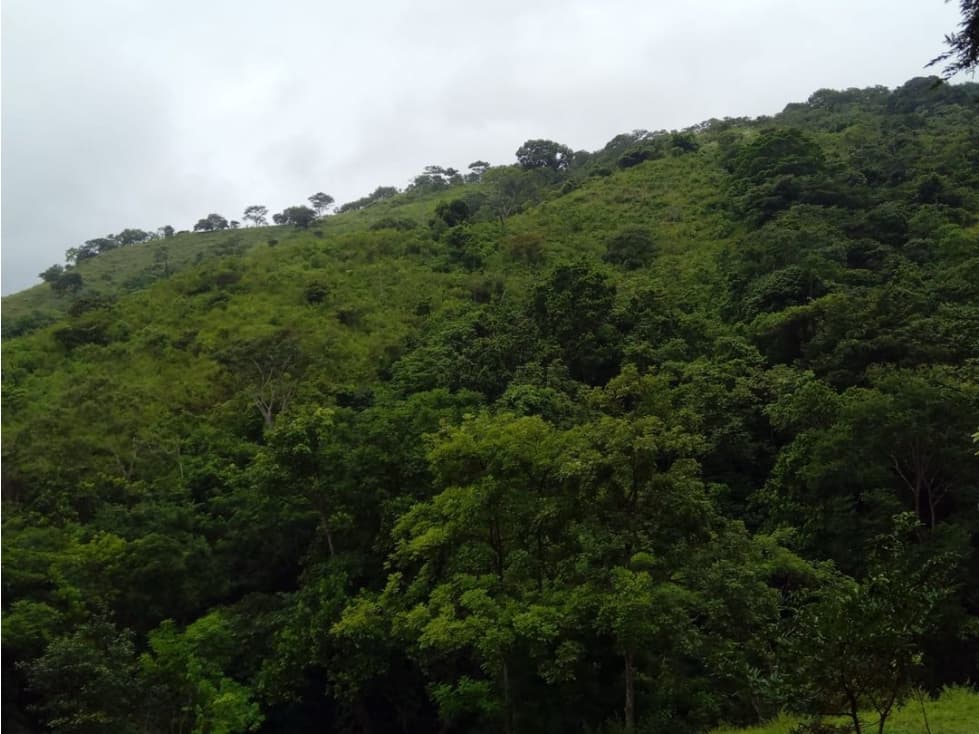 Venta de Finca en Torti, Chepo - 1