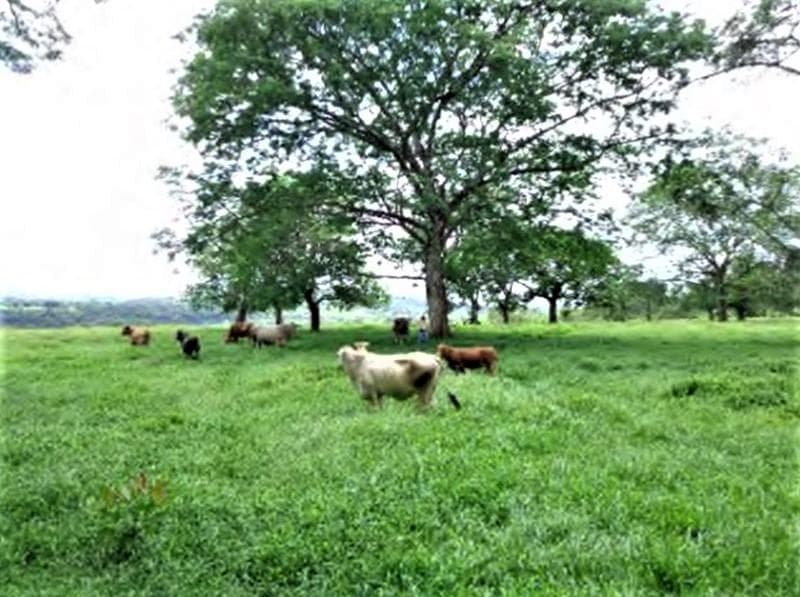 Terreno en Venta Chiriqui RAH PA: 18-7929 - 1