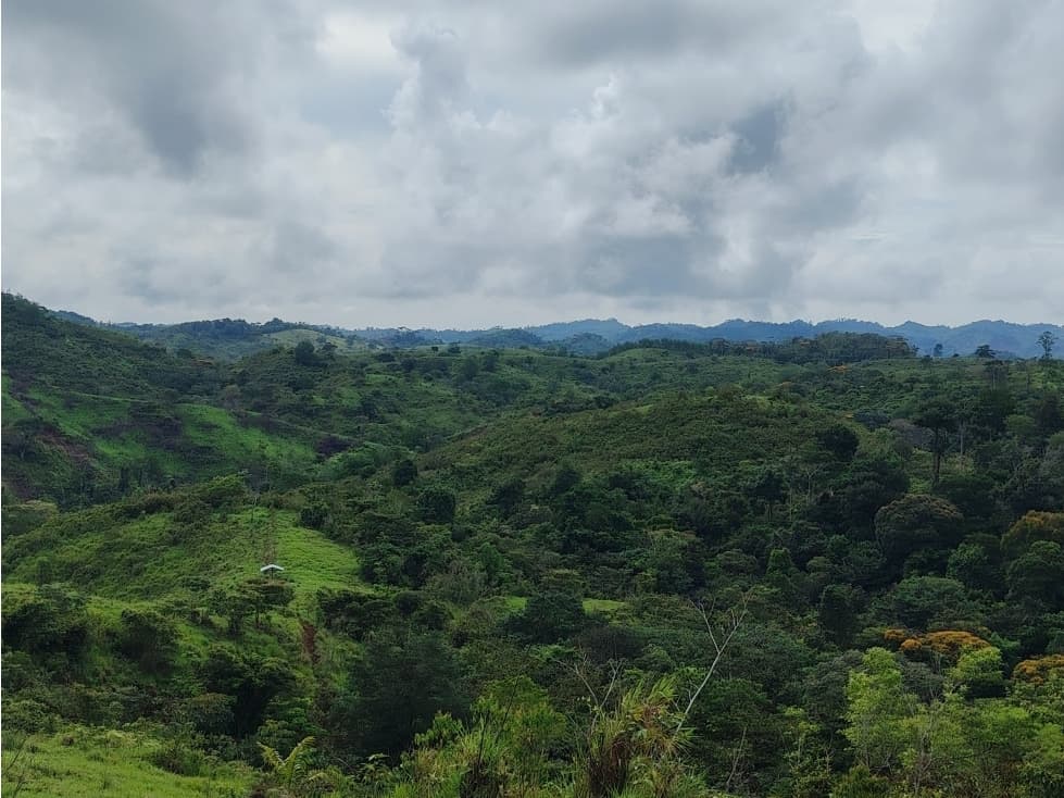 Se Vende Finca de 170 Hectáreas en Capira-Cacao - 1