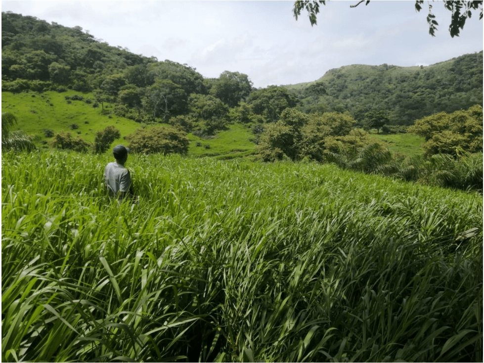Se Vende Finca de 88,7 HAS en Capira Cermeño (DR) - 1