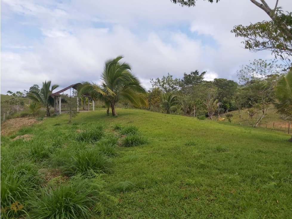 Se vende Finca de 30 Has en Capira - 1