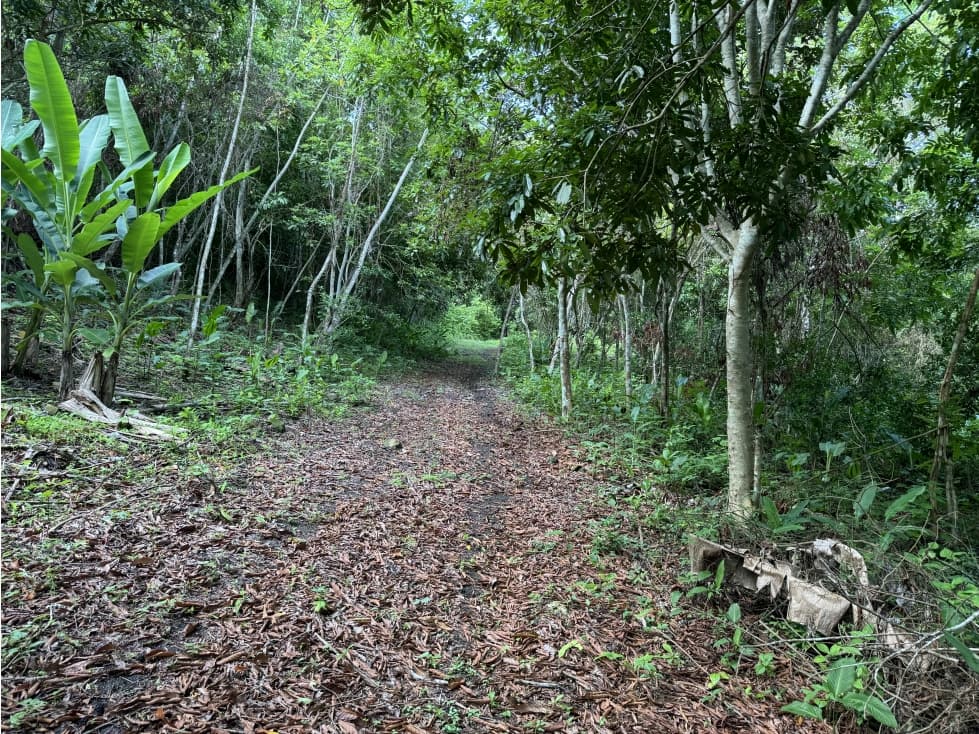Finca 50 has en Buena Vista Colon - 1