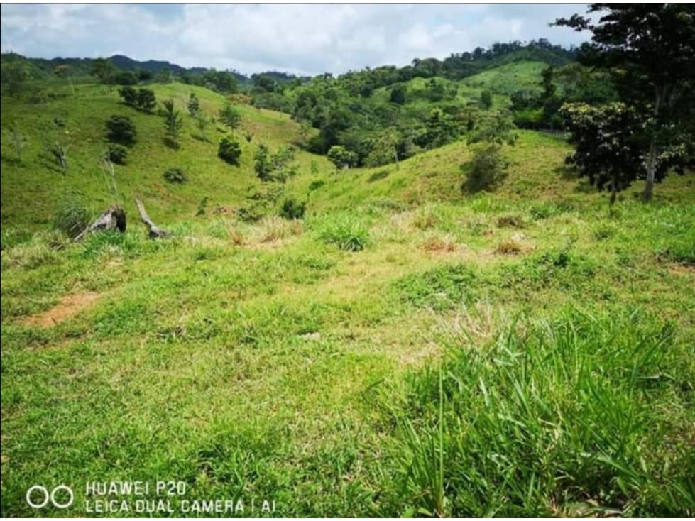 Se vende Ganga Finca ganadera en Capira JS - 1