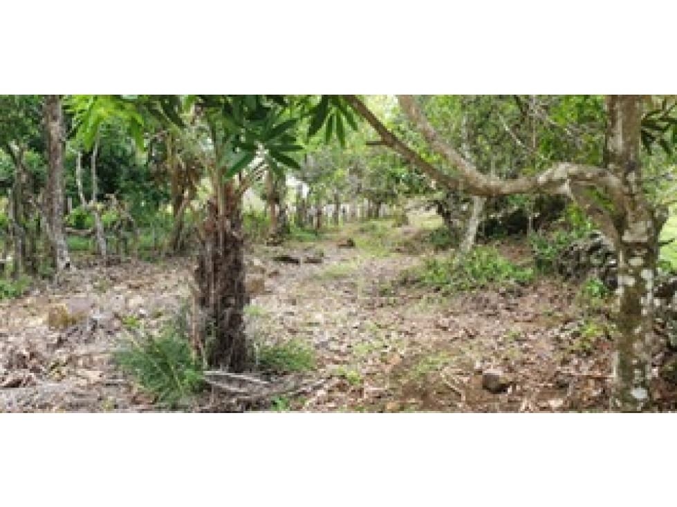 Venta de finca ganadera en Rovira Dolega - 1