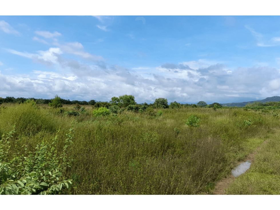 Venta de Finca Aceitera Reposeida Chiriqui - 1