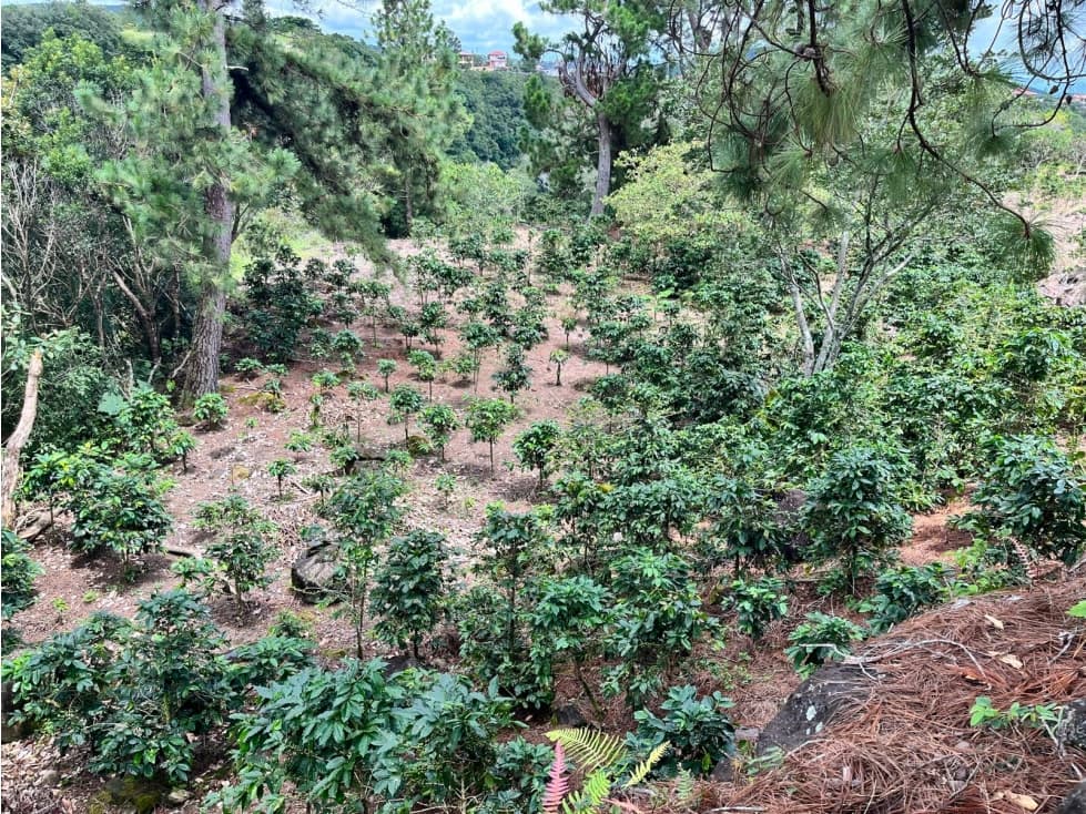VENTA FINCA ALTO BOQUETE - 1