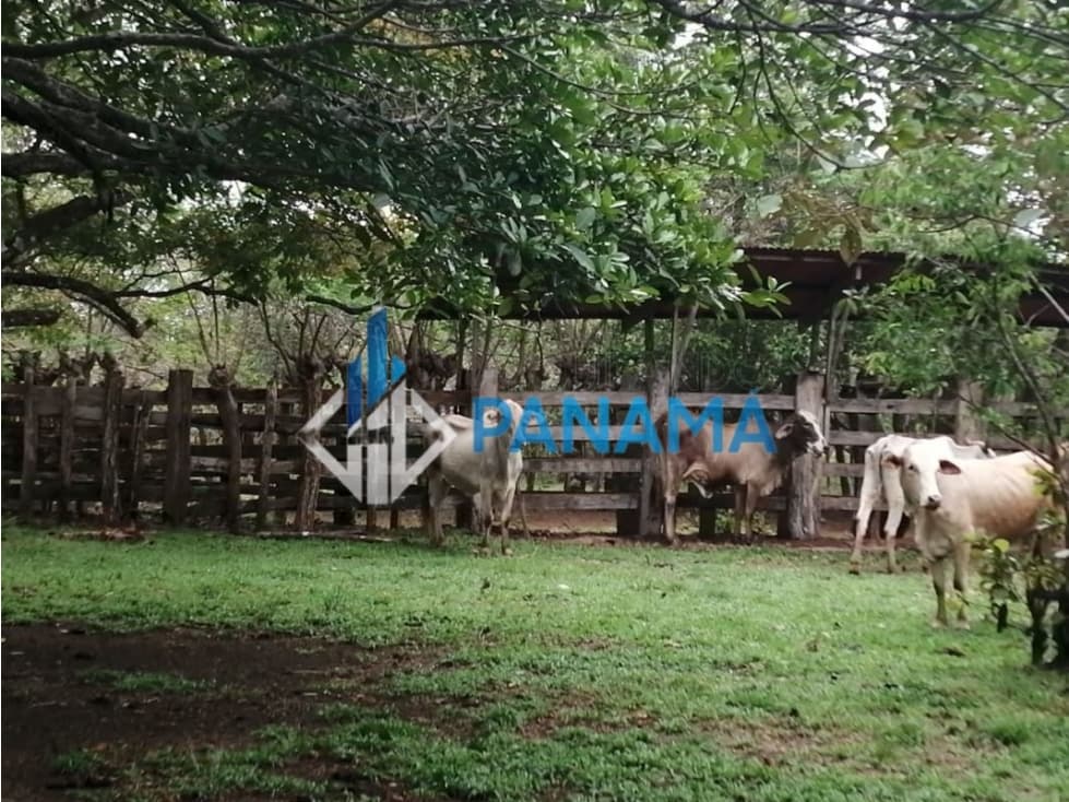 Se Vende Finca Ganadera 165 Hectáreas San Lorenzo USD792,000, - 1