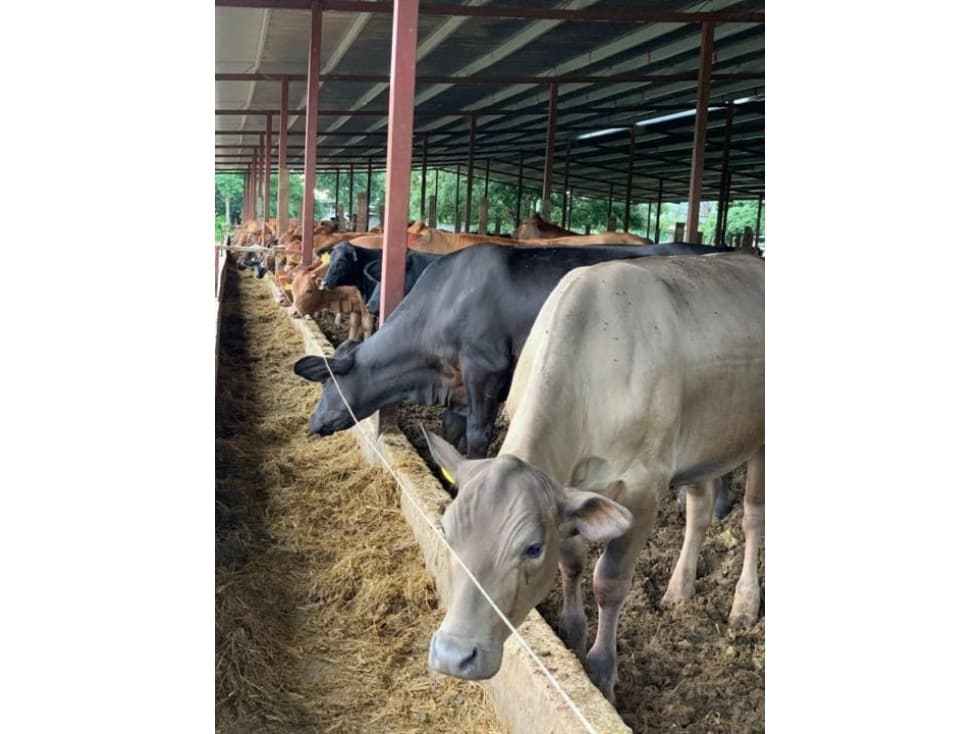 Se vende Finca Agropecuaria Penonome - 1