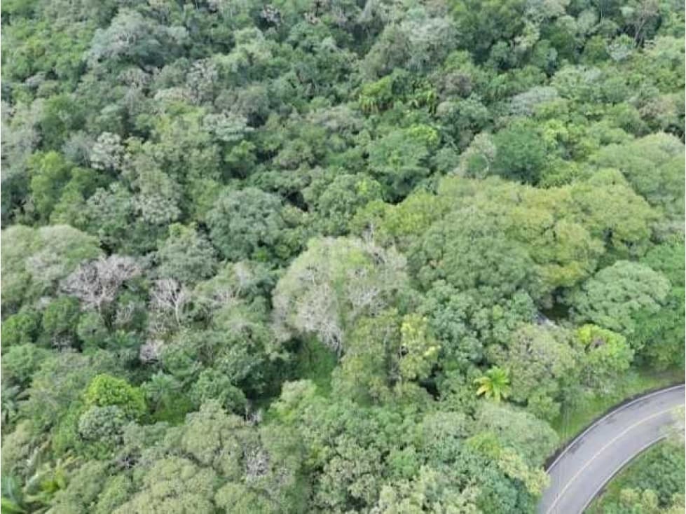 SE VENDE FINCA 4 HECTAREAS LAS MINAS HERRERA - 1