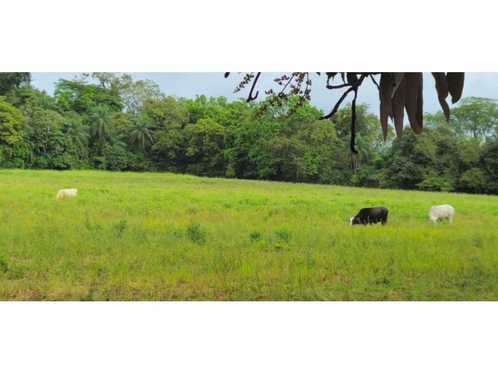 VENDO 37 HAS EN ORIENTE CHIRIQUÍ - 1