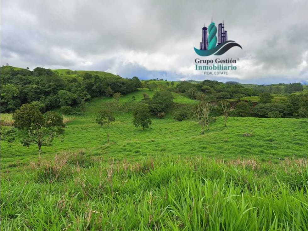 VENDO FINCA DE 5OHECTAREAS SEMIONDULADA A 1288 M.S.N.M. - 1