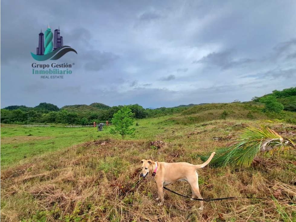 VENDO LOTES DE 1000MTS CERCA A PLAYA HERMOSA - 1