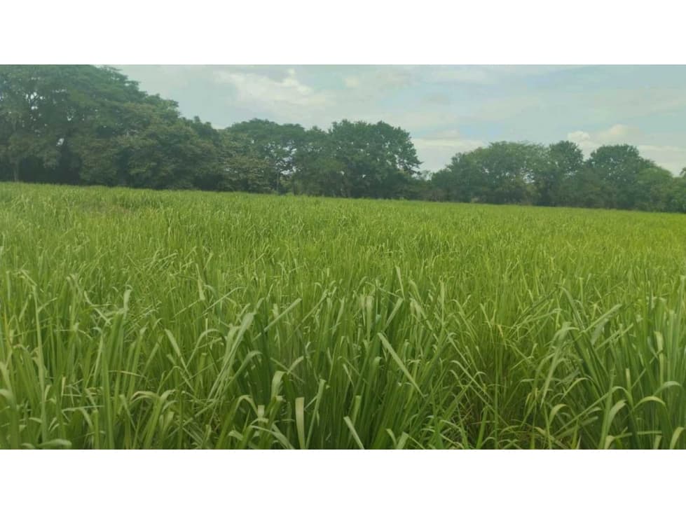 VENTA DE FINCA EN NATÁ PRECIO DE OPORTUNIDAD - 1