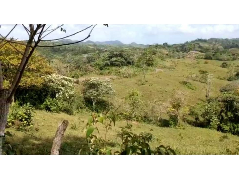 VENTA FINCA EN CAPIRA BONGA ARRIBA 23 HECTÁREAS - 1