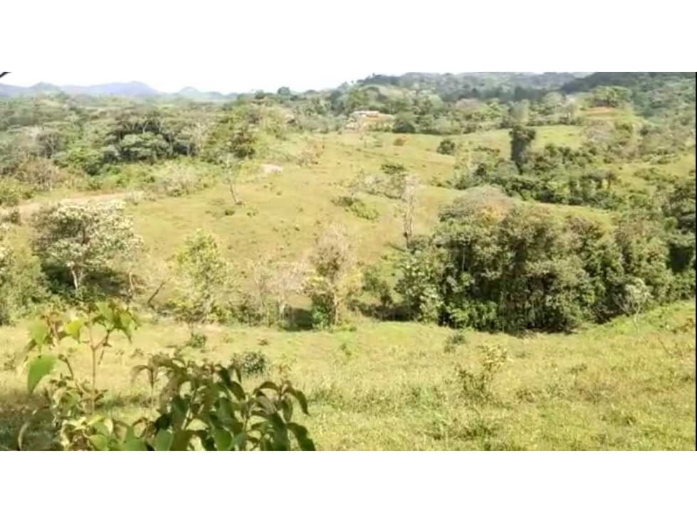 VENTA FINCA EN LA BONGA CENTRO CAPIRA - 1