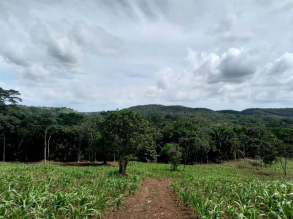 VENTA TERRENO CHORRERA - SANTA RITA - 1