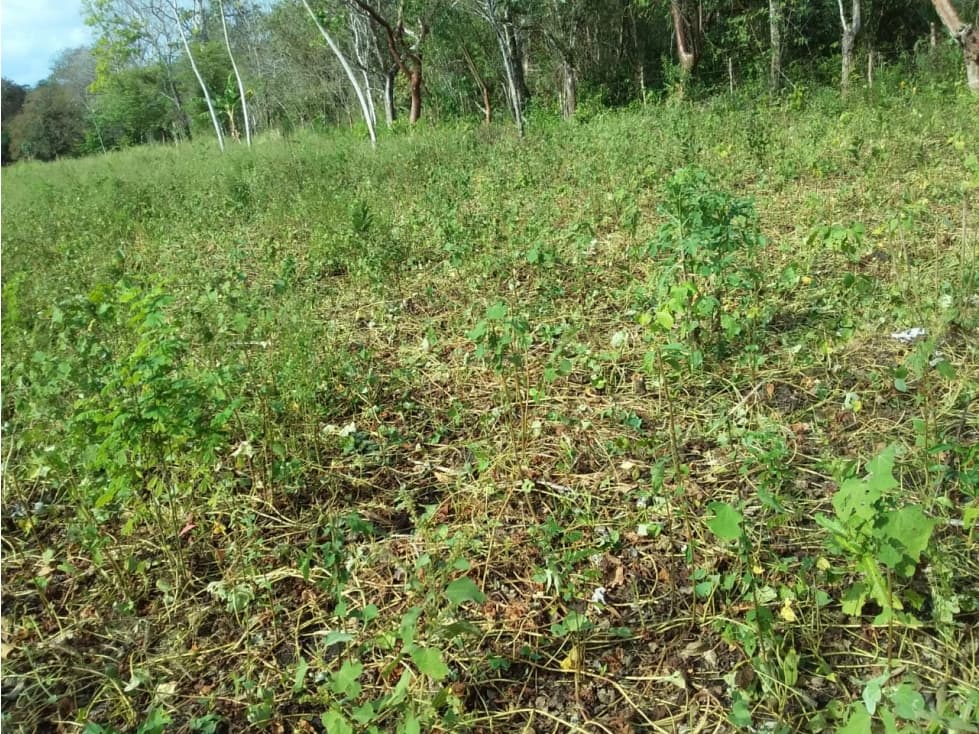 SE VENDE GANGA FINCA / COLON / BUENA VISTA / NEGOCIABLE / 14 hecta - 1